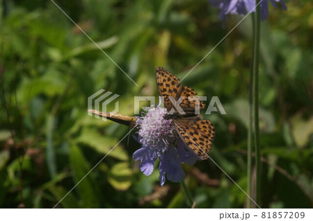 マツムシソウの蜜を吸うコヒョウモン マツムシソウの蜜を吸うコヒョウモン 81857209
