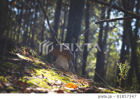 one mushroom grow in coniferous wood 81857347