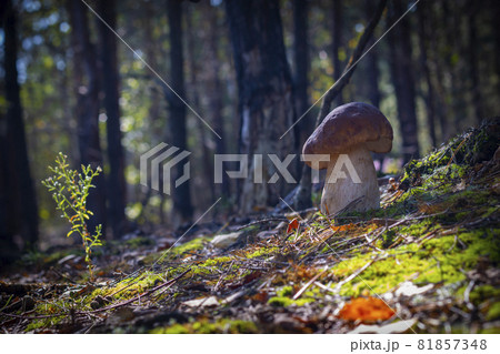 one mushroom grow in coniferous forest 81857348