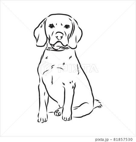 Decorative portrait of standing in profile beagle, vector isolated illustration in black color on white background 81857530