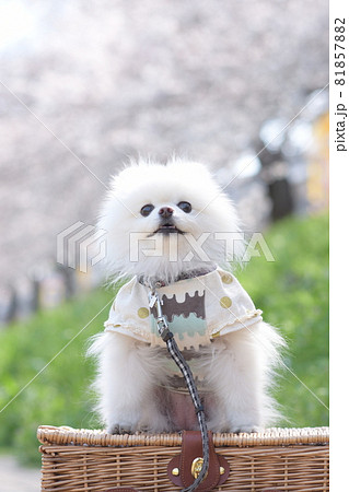笑顔が素敵な可愛いポメラニアン 笑顔が素敵な可愛いポメラニアン 81857882