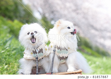 笑顔が素敵な可愛いポメラニアン 81857887