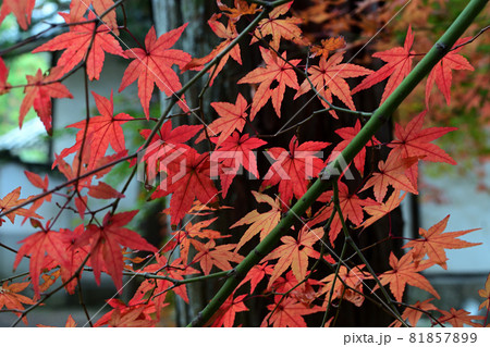 見頃を迎えた曹源寺の紅葉 見頃を迎えた曹源寺の紅葉 81857899