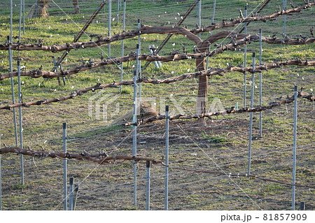 シャインマスカット(春のブドウ畑) シャインマスカット(春のブドウ畑) 81857909