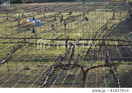 シャインマスカット（春のブドウ畑） 81857914