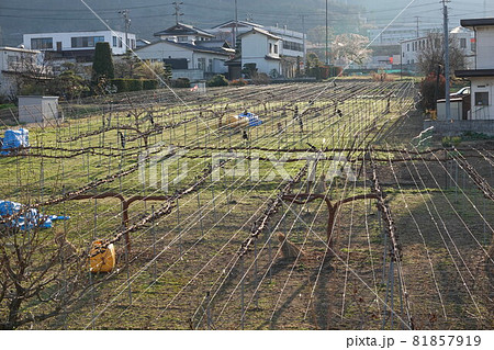 シャインマスカット（春のブドウ畑） 81857919