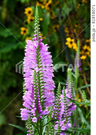 ハナトラノオ(花虎の尾) ハナトラノオ(花虎の尾) 81858071