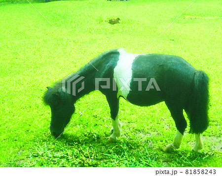 草を食べる馬 81858243