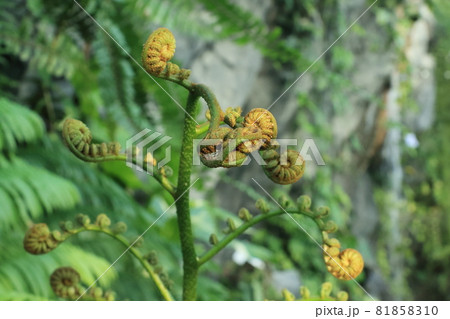 シダの新芽 81858310