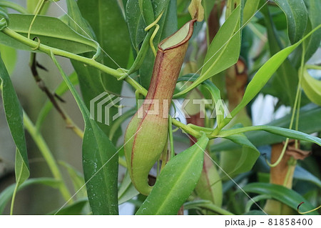 ウツボカズラ　食虫植物 81858400