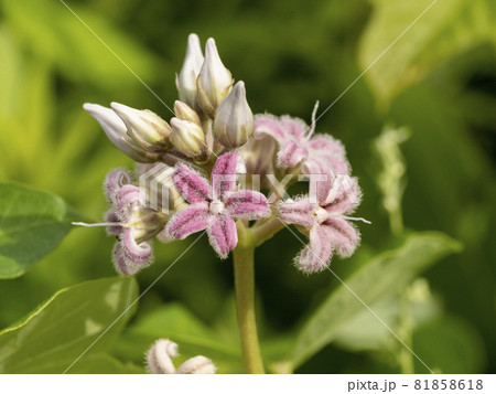 ガガイモの花の写真素材