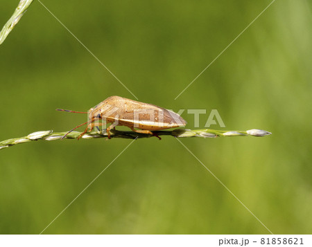 草の上に居るイネカメムシ 81858621