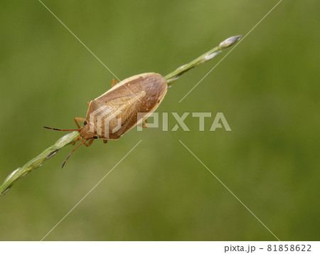 草の上に居るイネカメムシ 81858622