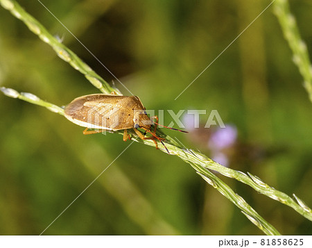 草の上に居るイネカメムシ 81858625