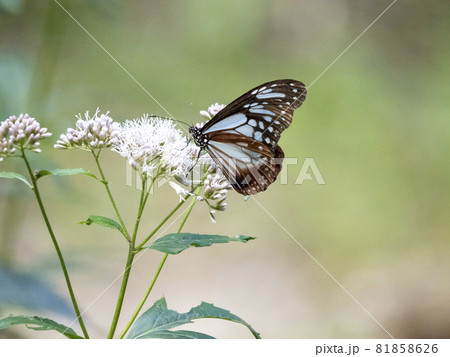 フジバカマの花に来たアサギマダラ 81858626