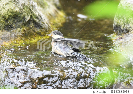 小鳥の水浴び　ヤマガラ幼鳥 81858643