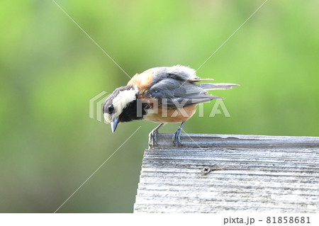 人懐っこい野鳥　ヤマガラ 81858681