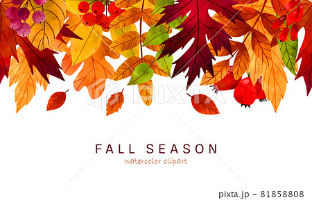 Fall leaves, hand drawn vector watercolor illustration 81858808