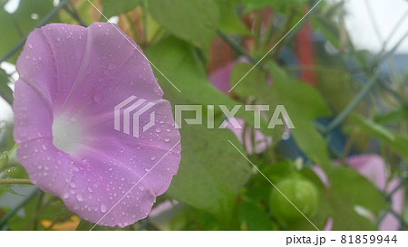 フェンスに咲くアサガオの花と水滴 81859944