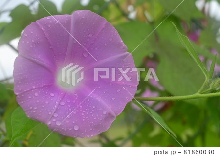 フェンスに咲くアサガオの花と雫 81860030