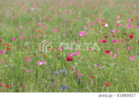 Multicolored flower field in Drenthe in the Netherlands on a summer day Multicolored flower field in Drenthe in the Netherlands on a summer day 81860057