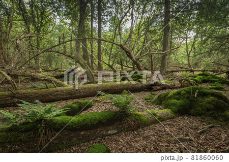 Forest called Stormbos near Ees in Drenthe in the Netherlands. Forest called Stormbos near Ees in Drenthe in the Netherlands. 81860060