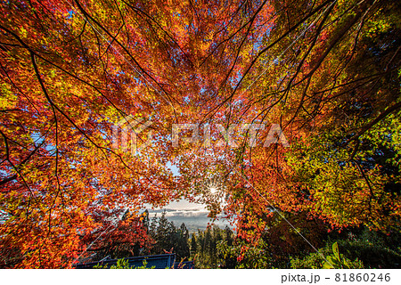 吸い込まれるような紅葉 81860246