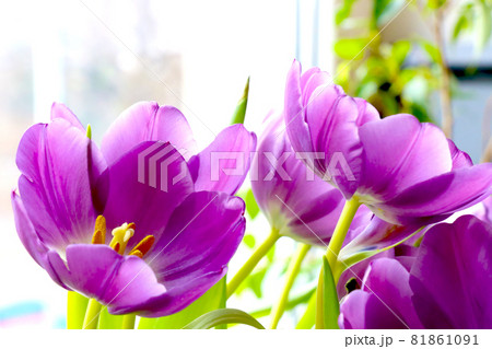 Flowering purple tulips. Bouquet of fresh flowers. Flowering purple tulips. Bouquet of fresh flowers. 81861091