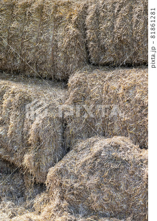 Straw bales stacked in a barn 81861281