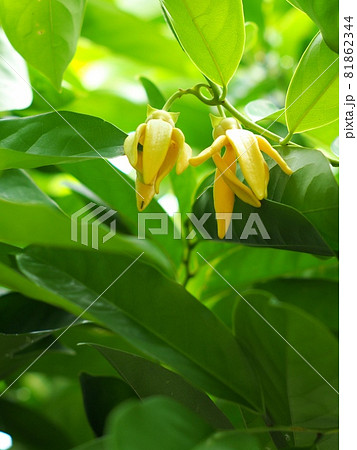 tropical green yellow aroma flower of large creeping plant, ANNONACEAE, Artabotrys hexapetalus (L.f.) Bhandari. close up selective focus under natural sunlight with outdoor garden background tropical green yellow aroma flower of large creeping plant, ANNONACEAE, Artabotrys hexapetalus (L.f.) Bhandari. close up selective focus under natural sunlight with outdoor garden background 81862344