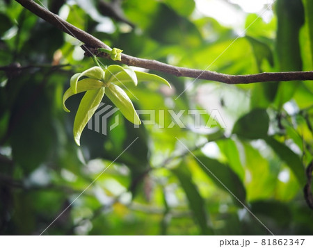 tropical green yellow aroma flower of large creeping plant, ANNONACEAE, Artabotrys hexapetalus (L.f.) Bhandari. close up selective focus under natural sunlight with outdoor garden background tropical green yellow aroma flower of large creeping plant, ANNONACEAE, Artabotrys hexapetalus (L.f.) Bhandari. close up selective focus under natural sunlight with outdoor garden background 81862347