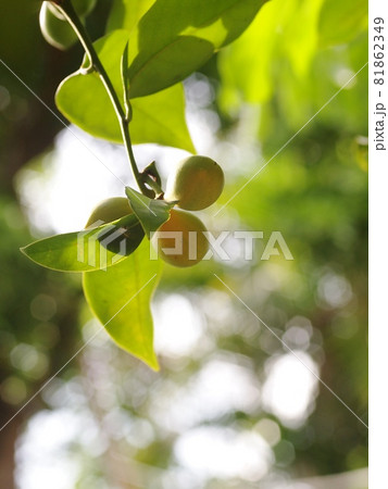 fruit of tropical green yellow aroma flower of large creeping plant, ANNONACEAE, Artabotrys hexapetalus (L.f.) Bhandari. close up selective focus under natural sunlight with outdoor garden background 81862349