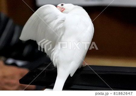 文鳥の毛繕い 81862647