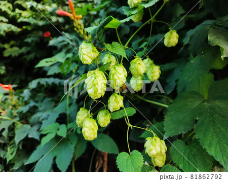 Hop cones growing on field ingredients beer or bread 81862792