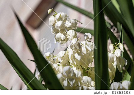 blooming yucca. White flowers of yucca plant. blooming yucca. White flowers of yucca plant. 81863108