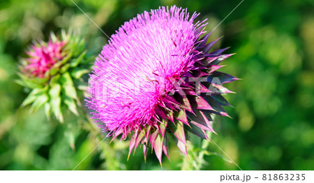 pink milk thistle flower in bloom in summer. Wide photo. 81863235