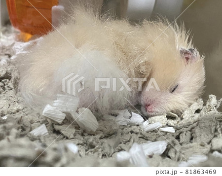 寝ているハムスター キンクマハムスター 小動物 寝ているハムスター キンクマハムスター 小動物 81863469