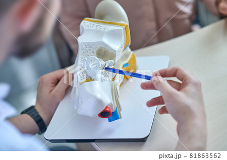 Doctors hands near human ear structure model Doctors hands near human ear structure model 81863562