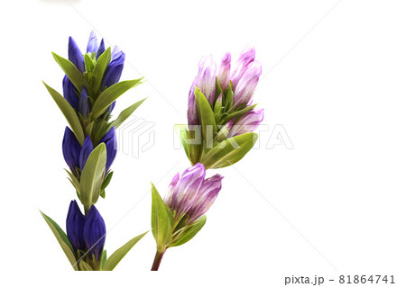 白バックの二輪のリンドウ 81864741