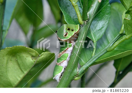 ナミアゲハの幼虫 はらぺこあおむし ナミアゲハの幼虫 はらぺこあおむし 81865220