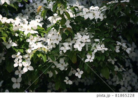 満開、常緑ヤマボウシの花 満開、常緑ヤマボウシの花 81865228