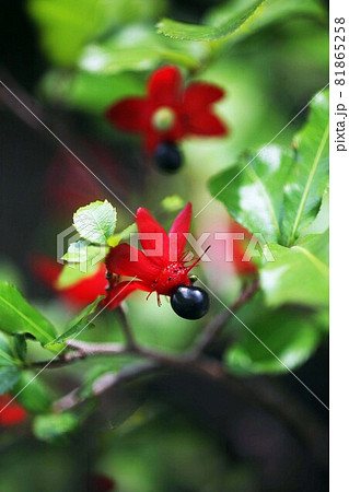 ミッキーマウスの木 赤い萼と熟した実 ミッキーマウスの木 赤い萼と熟した実 81865258