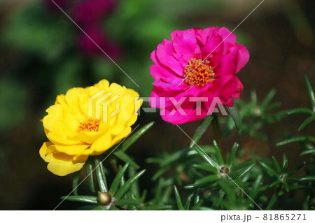 マツバボタン 黄と紅色の花 マツバボタン 黄と紅色の花 81865271