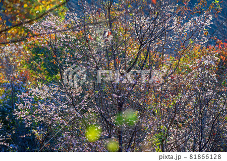 城峯公園　寒桜　秋の風景　紅葉の季節　　 81866128