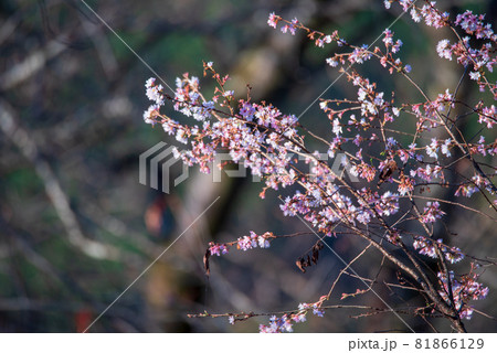 城峯公園　寒桜　秋の風景　紅葉の季節　　 81866129