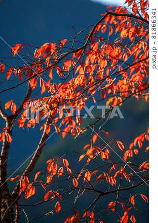 城峯公園　秋の風景　紅葉の季節　　 81866341