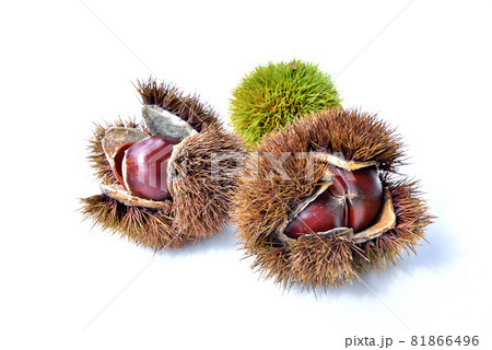 栗　くり　クリ　秋の味覚　秋イメージ　実りの秋　 81866496