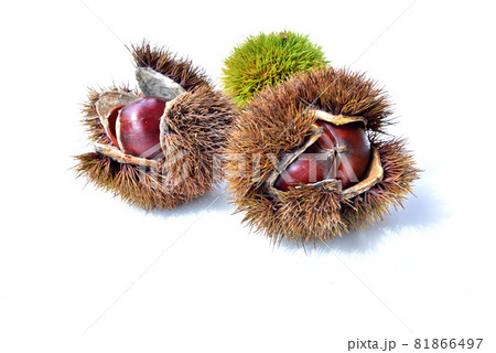 栗　くり　クリ　秋の味覚　秋イメージ　実りの秋　 81866497