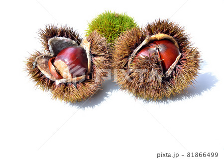 栗　くり　クリ　秋の味覚　秋イメージ　実りの秋　 81866499