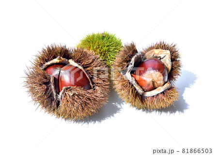 栗　くり　クリ　秋の味覚　秋イメージ　実りの秋　 81866503